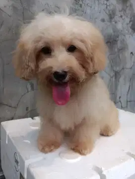 Puppy toy poodle