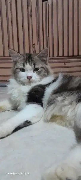 Kucing persia mix mainecoon