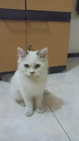 Kucing Keturunan Persia Warna Putih