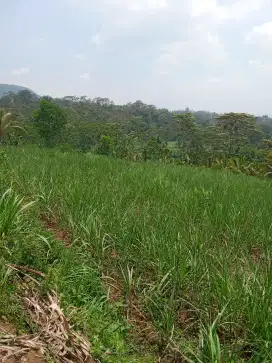 Di jual tanah perkebunan