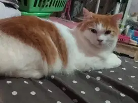 Kucing persia jantan la cepat