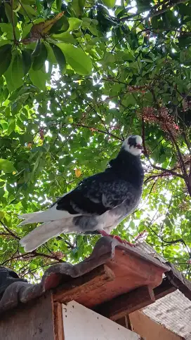 Merpati tinggian plontang