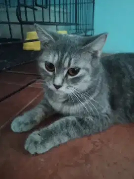 Jual Kucing British Shorthair abu