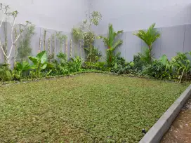 TUKANG TAMAN KOTA BARU PARAHYANGAN | PASANG RUMPUT GAJAH MINI