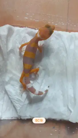 Baby Leopard Gecko (sunspot)
BC 19