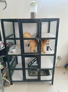 Kucing Persia dan Kandang Tingkat