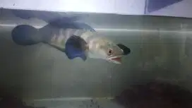 Jual ikan cana red barito.