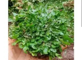 Jual rumput gajah mini