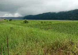 JUAL TANAH KEBUN DEKAT DANAU BUYAN PANCASARI BEDUGUL