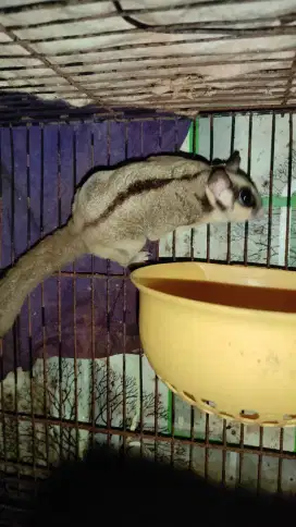 Sugar Glider cg dh cream leu betina dewasa