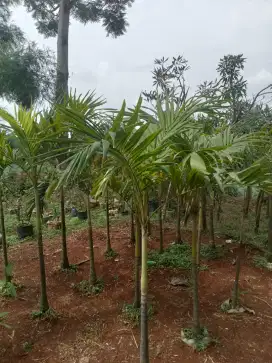 Pohon palem putri
