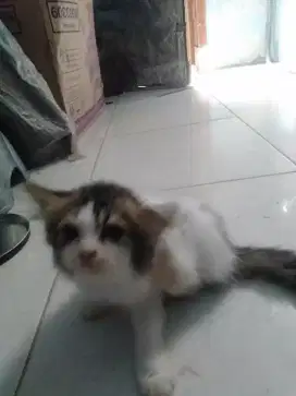 Ank kucing anggora mix dome usia 2 bulan