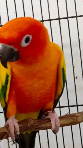 burung sun conure dewasa