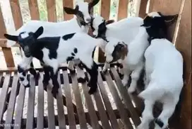 sepasang anakan kambing hias mini 3-4 bulan warna menarik peranakan F1