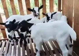 sepasang anakan kambing hias mini peranakan pygmi F1 warna menarik top