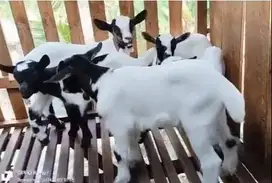 sepasang anakan kambing hias mini pygmi 3-4 bulan TB 30cm jinak lucu