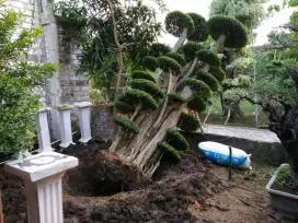 Jual bonsai taman