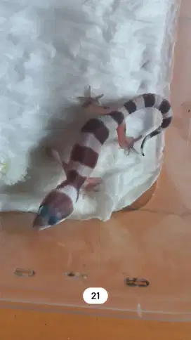 Leopard Gecko, anakan (Mack Snow) 21