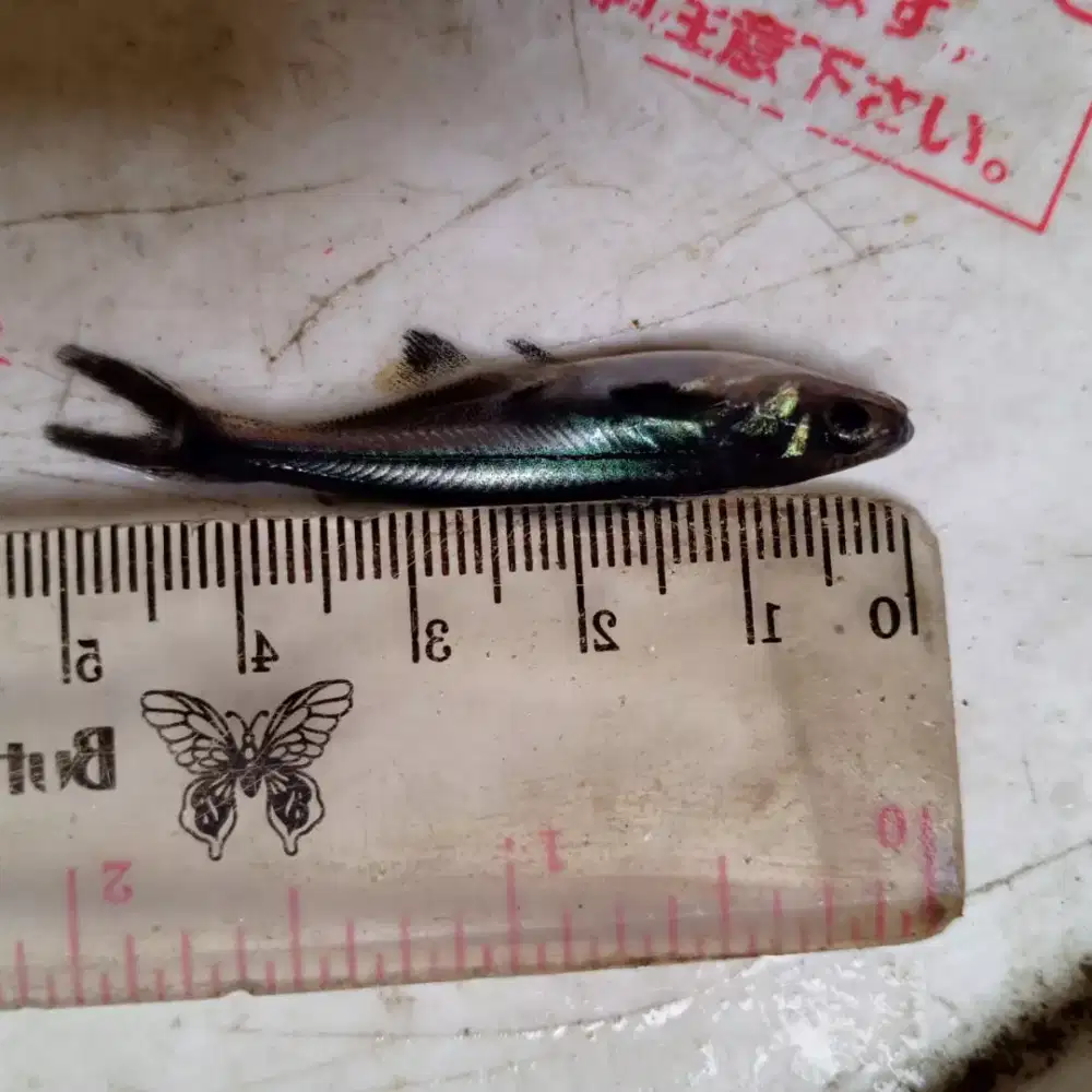 Bibit ikan patin