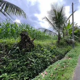 sawah posisi lebih tinggi dari jalan kawasan villa di tabanan bali