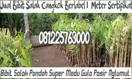 Bibit Salak Pondoh Super Madu Gula Pasir Cangkok Nglumut 00