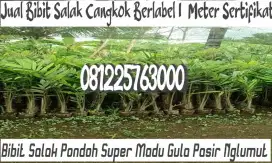 Bibit Salak Pondoh Super Madu Gula Pasir Cangkok Nglumut 02