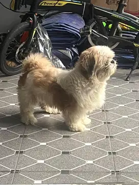 Anjing Shitzu Anjing Lucu Anjing Kecil