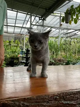 Bsh non ped kitten