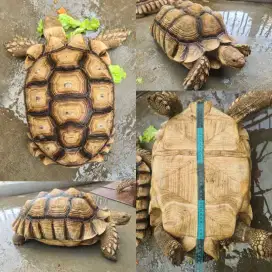 KURA KURA DARAT SULCATA / INDUKAN SULCATA