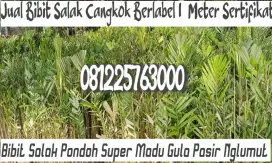 Bibit Salak Pondoh Super Madu Gula Pasir Cangkok Nglumut 0