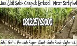 Bibit Salak Pondoh Super Madu Gula Pasir Cangkok Nglumut 08