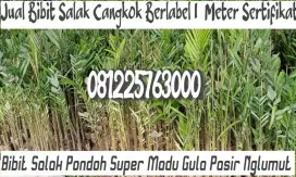 Bibit Salak Pondoh Super Madu Gula Pasir Cangkok Nglumut 08