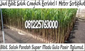 Bibit Salak Pondoh Super Madu Gula Pasir Cangkok Nglumut 09