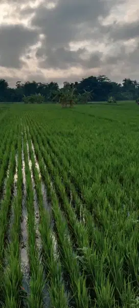 Dijual sawah luas tanah 352m².