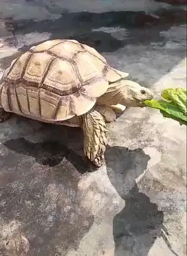 Sulcata Jantan Thinline (45 cm)