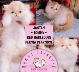 Kucing Kitten Peaknose Gemoy