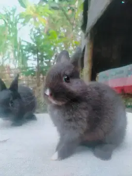Kelinci mini (Nederland dwarf)