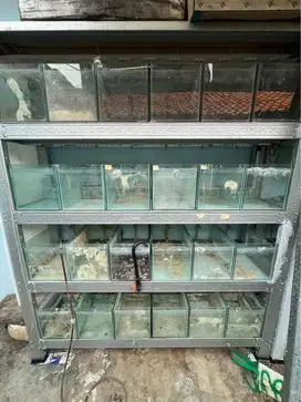 AQUARIUM TANK IKAN GUPPY CUPANG BETTA LOUHAN CHANNA BEKAS MAU PENSIUN