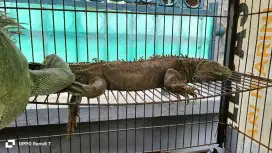 Jual Iguana hijau