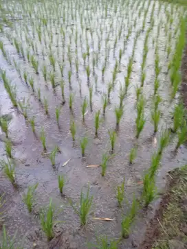 Segera Dijual lahan tanah sawah