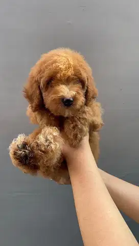 Anjing Toy Poodle