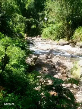 Jual Cepat BU !! Turun Harga !  Tanah Wonosalam - LANGKA ADA SUNGAI !!