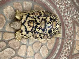 Pardalis Tortoise Uganda no 1