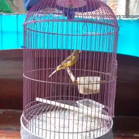 Burung kenari gacor