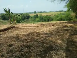 DIJUAL CEPAT SAWAH (Murah tenan)