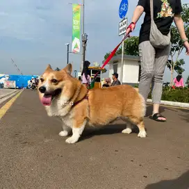 Open Pacak Stud Kawin Pejantan Pembroke Welsh Corgi Jantan Short Hair