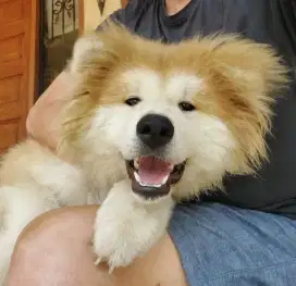 Akita inu long hair