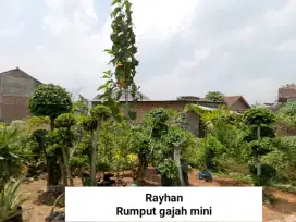 Bunga hias dan rumput taman