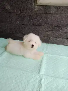 Bichon frise puppy