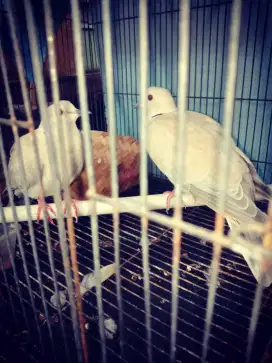 BURUNG PUTER ABU ABU MATA MERAH